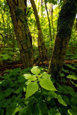 Güneşli bir günde güzel yaz ormanları ayrıntıları. Letonya, Avrupa 'da mevsimlik orman manzarası.