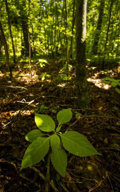 Güneşli bir günde güzel yaz ormanları ayrıntıları. Letonya, Avrupa 'da mevsimlik orman manzarası.