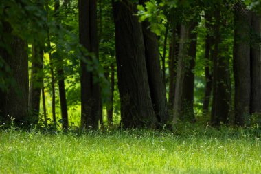Beautiful summer woodland details during a sunny day. A seasonal scenery of forests in Latvia, Europe.