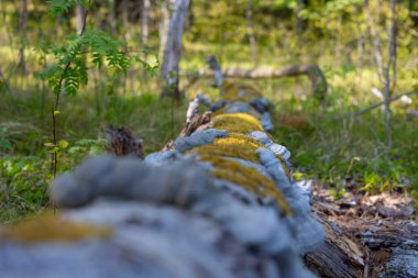A beautiful summer forest landscape with an old fallen tree. A seasonal scenery of woodlands ir Latvia, Europe.
