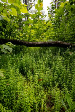 Devrilmiş eski bir ağacın olduğu güzel bir yaz ormanı. Ormanlık arazilerin mevsimlik manzarası Letonya, Avrupa.
