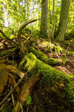 A beautiful summer forest landscape with an old fallen tree. A seasonal scenery of woodlands ir Latvia, Europe.