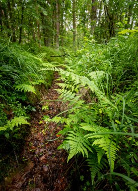 Yaz ormanında yetişen güzel yeşil eğrelti otları. Ormanlık arazilerin mevsimlik manzarası Letonya, Avrupa.