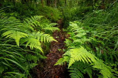 Yaz ormanında yetişen güzel yeşil eğrelti otları. Ormanlık arazilerin mevsimlik manzarası Letonya, Avrupa.