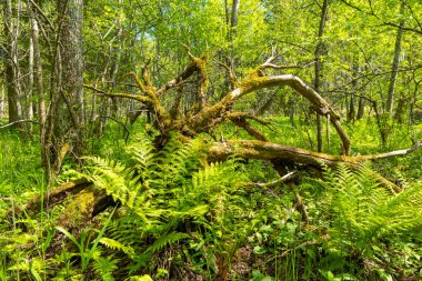Yaz ormanında yetişen güzel yeşil eğrelti otları. Ormanlık arazilerin mevsimlik manzarası Letonya, Avrupa.