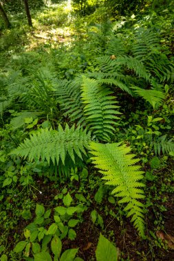 Yaz ormanında yetişen güzel yeşil eğrelti otları. Ormanlık arazilerin mevsimlik manzarası Letonya, Avrupa.