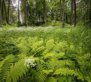 Yaz ormanında yetişen güzel yeşil eğrelti otları. Ormanlık arazilerin mevsimlik manzarası Letonya, Avrupa.