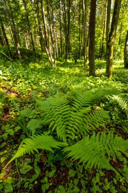Yaz ormanında yetişen güzel yeşil eğrelti otları. Ormanlık arazilerin mevsimlik manzarası Letonya, Avrupa.