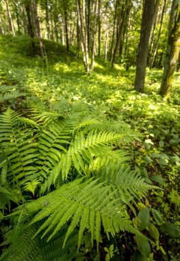 Yaz ormanında yetişen güzel yeşil eğrelti otları. Ormanlık arazilerin mevsimlik manzarası Letonya, Avrupa.