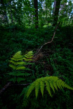 Yaz ormanında yetişen güzel yeşil eğrelti otları. Ormanlık arazilerin mevsimlik manzarası Letonya, Avrupa.