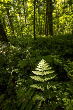 Yaz ormanında yetişen güzel yeşil eğrelti otları. Ormanlık arazilerin mevsimlik manzarası Letonya, Avrupa.
