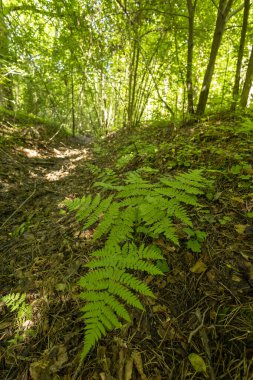 Yaz ormanında yetişen güzel yeşil eğrelti otları. Ormanlık arazilerin mevsimlik manzarası Letonya, Avrupa.