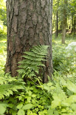 Yaz ormanında yetişen güzel yeşil eğrelti otları. Ormanlık arazilerin mevsimlik manzarası Letonya, Avrupa.