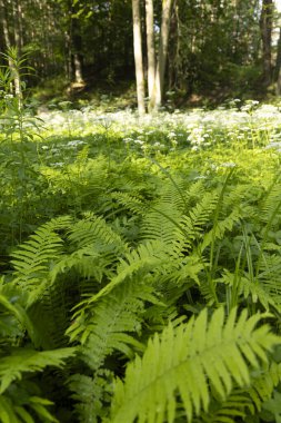 Yaz ormanında yetişen güzel yeşil eğrelti otları. Ormanlık arazilerin mevsimlik manzarası Letonya, Avrupa.