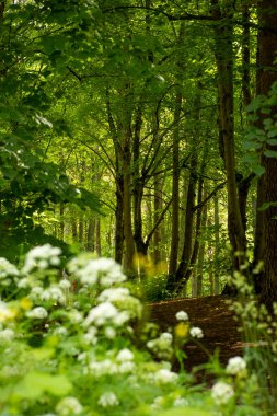Beyaz toprak yaşlıları yaz ormanlarında şişiyorlar. Letonya, Avrupa 'da mevsimlik bir orman manzarası.