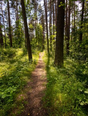 Küçük patikası olan güzel bir yaz ormanı manzarası. Letonya, Avrupa 'da mevsimlik bir orman manzarası.