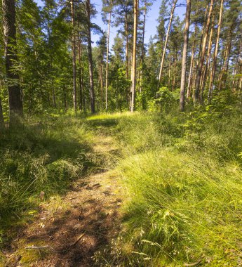 Küçük patikası olan güzel bir yaz ormanı manzarası. Letonya, Avrupa 'da mevsimlik bir orman manzarası.