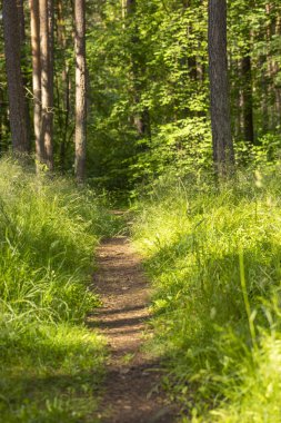 Küçük patikası olan güzel bir yaz ormanı manzarası. Letonya, Avrupa 'da mevsimlik bir orman manzarası.