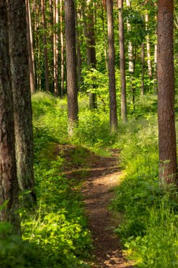 Küçük patikası olan güzel bir yaz ormanı manzarası. Letonya, Avrupa 'da mevsimlik bir orman manzarası.