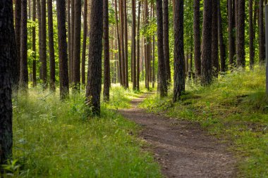 Küçük patikası olan güzel bir yaz ormanı manzarası. Letonya, Avrupa 'da mevsimlik bir orman manzarası.
