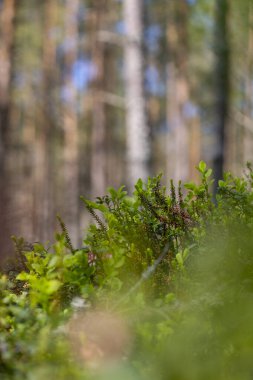 Çam ağaçlarıyla güzel güneşli bir orman manzarası. Ormanlık alanların yaz manzarası Letonya, Avrupa.