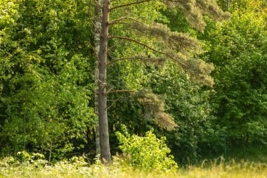 Çam ağaçlarıyla güzel güneşli bir orman manzarası. Ormanlık alanların yaz manzarası Letonya, Avrupa.