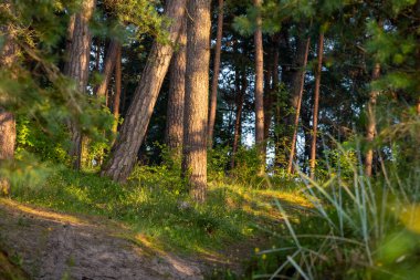 Çam ağaçlarıyla güzel güneşli bir orman manzarası. Ormanlık alanların yaz manzarası Letonya, Avrupa.