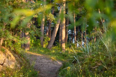 Çam ağaçlarıyla güzel güneşli bir orman manzarası. Ormanlık alanların yaz manzarası Letonya, Avrupa.