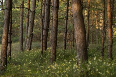 Çam ağaçlarıyla güzel güneşli bir orman manzarası. Ormanlık alanların yaz manzarası Letonya, Avrupa.