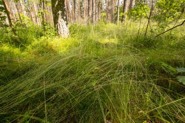 Çam ağaçlarıyla güzel güneşli bir orman manzarası. Ormanlık alanların yaz manzarası Letonya, Avrupa.