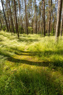 Çam ağaçlarıyla güzel güneşli bir orman manzarası. Ormanlık alanların yaz manzarası Letonya, Avrupa.