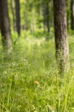 Çam ağaçlarıyla güzel güneşli bir orman manzarası. Ormanlık alanların yaz manzarası Letonya, Avrupa.