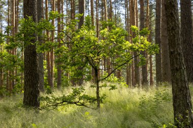 Çam ağaçlarıyla güzel güneşli bir orman manzarası. Ormanlık alanların yaz manzarası Letonya, Avrupa.