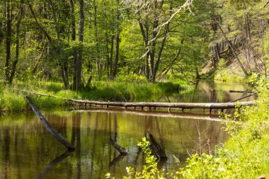 Küçük bir nehri olan güzel bir yaz ormanı. Letonya, Avrupa 'da mevsimlik bir manzara.