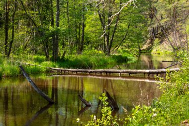 Küçük bir nehri olan güzel bir yaz ormanı. Letonya, Avrupa 'da mevsimlik bir manzara.