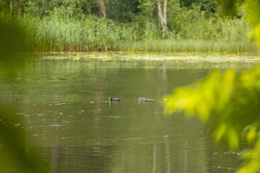 Küçük bir nehri olan güzel bir yaz ormanı. Letonya, Avrupa 'da mevsimlik bir manzara.