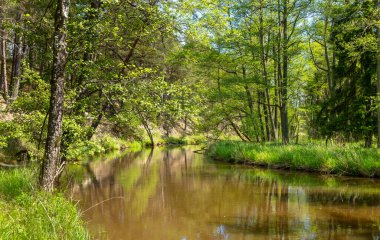 Küçük bir nehri olan güzel bir yaz ormanı. Letonya, Avrupa 'da mevsimlik bir manzara.