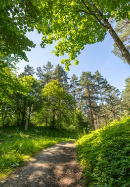 Bir yolu olan güzel bir yaz ormanı manzarası. Letonya, Avrupa 'da mevsimlik bir orman manzarası.