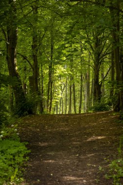 Bir yolu olan güzel bir yaz ormanı manzarası. Letonya, Avrupa 'da mevsimlik bir orman manzarası.