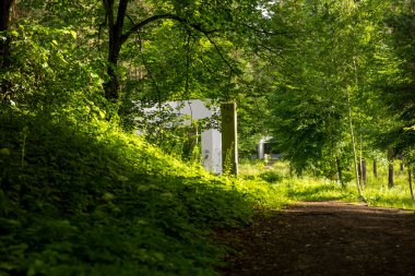 A beautiful summer forest landscape with a road. A seasonal scenery of woodlands in Latvia, Europe.