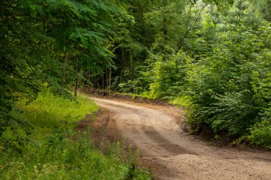 Bir yolu olan güzel bir yaz ormanı manzarası. Letonya, Avrupa 'da mevsimlik bir orman manzarası.