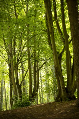 Yazın güneşli bir orman manzarası. Ormanlık arazilerin mevsimlik manzarası Letonya, Avrupa.