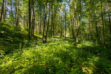 A beautiful sunny forest landscape in a summer day. A seasonal scenery of woodlands ir Latvia, Europe.
