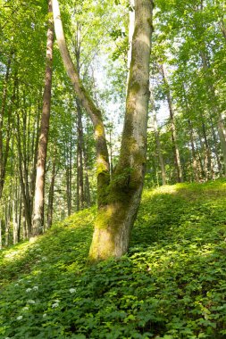 A beautiful sunny forest landscape in a summer day. A seasonal scenery of woodlands ir Latvia, Europe.