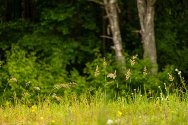 Yazın güneşli bir orman manzarası. Ormanlık arazilerin mevsimlik manzarası Letonya, Avrupa.