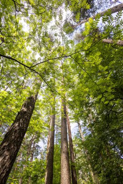 Ormanda güzel bir yaz manzarası. Taze yeşil yaprakları var, yukarı bakıyor. Letonya, Avrupa 'da mevsimlik bir orman.