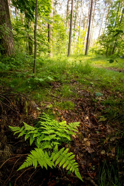 Yaz ormanında yetişen güzel yeşil eğrelti otları. Ormanlık arazilerin mevsimlik manzarası Letonya, Avrupa.