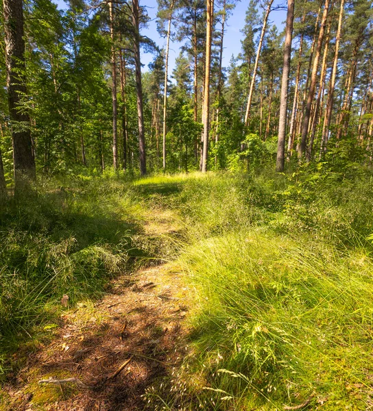 Küçük patikası olan güzel bir yaz ormanı manzarası. Letonya, Avrupa 'da mevsimlik bir orman manzarası.