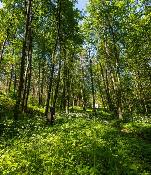 Yazın güneşli bir orman manzarası. Ormanlık arazilerin mevsimlik manzarası Letonya, Avrupa.