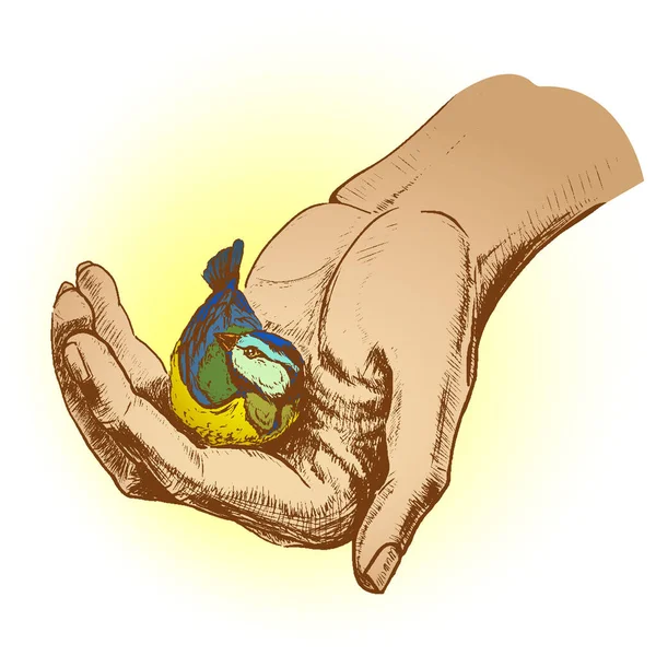 Little cute warm tit in human hand — Image vectorielle